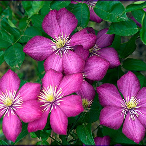 Clematis 'Ville De Lyon' - Waldrebe 50-60 cm Pflanzcontainer
