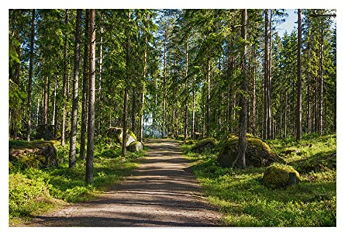 artboxONE Poster 60x40 cm Natur Waldweg zum See hochwertiger Design Kunstdruck - Bild Wald entspannung erholsam