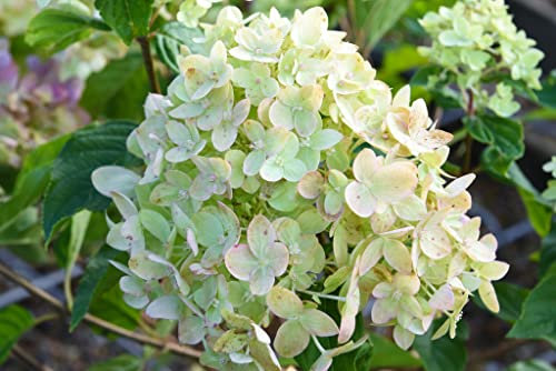 Suttons Hardy Hydrangea Paniculata 'Little Lime' Large Shrub in Pot White Green Flowers Shrubs Garden Plants, for Patio & Pots, Garden Border & Cut Flowers (2 x 3.5 Litre Potted Plant)