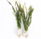 PondPlantsUK - Mixed Tropical Live Aquarium Plants (25 Strand Ringed Corkscrew Spirals)