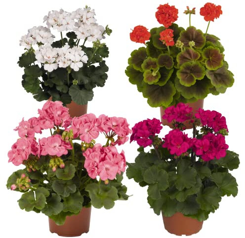 Geranios PREMIUM - Pack 4 Plantas Naturales - Flores Mix Color