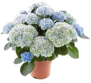 Hydrangea Azul Planta Natural Popularmente Conocida como Hortensia