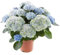 Hydrangea Azul Planta Natural Popularmente Conocida como Hortensia