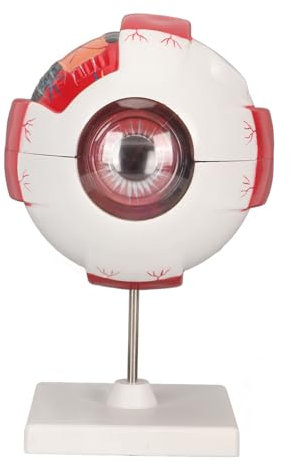TOPINCN 6x Eye Anatomy -Modell, Vergrößertes Augapfel -Modell PVC Augapfel -Anatomische Modell, 7 Teile Einfaches Demontage Genaues Augenmodell Humanes Augenanatomie -Modell für die