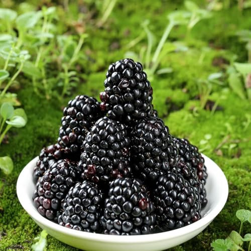 semi di rovo, frutta piante resistenti in vaso appese alberi da frutto colonnari per giardino interno di fresca 100pcs