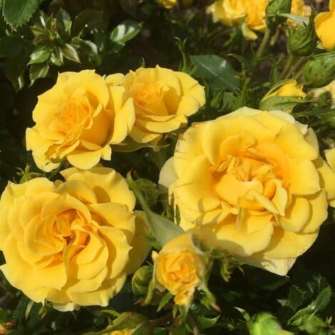 100 Stück gelbe Kletterrosen-Blumensamen