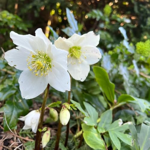 christrose christrosen - deko steingartenpflanzen winterhart christrosensamen wildblumen 80pcs