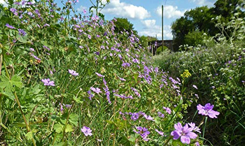 Geranium pyrenaicum Hedgerow Crane's-Bill, Approx 100 Seeds, Wild Flower