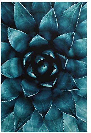 Bilderwelten Glasbild - Sukkulente Petrol II, 45cm x 30cm