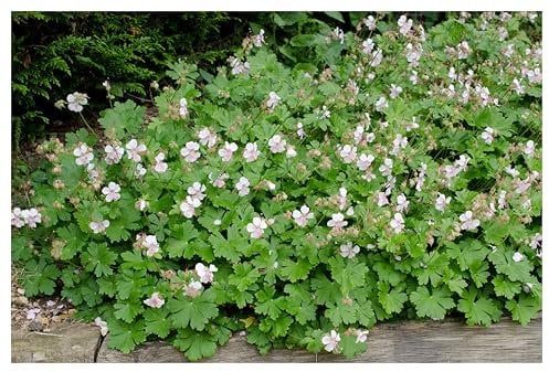 1 x Geranium cantabrigiense 'Saint Ola' (Winterhart/Stauden/Staude/Bodendecker/Mehrjährig/Immergrün) Cambridge Storchschnabel - Strahlendes Weiß, das den Garten verzaubert - von Stauden Gänge
