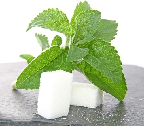 500 Pcs Stevia Samen Bio, Exotische Pflanzen Winterhart Gemüsepflanzen, Gemüse Hochbeet, Stevia Rebaudiana, Winterfeste Pflanzen Für Balkon, Wintergemüse Samen Steingartenpflanzen