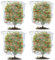 4PCS Fruit Tree Netting Bird Protection, Bird Netting for Garden, Insect Mesh Net with Drawstring, Plants Fine Mesh Cover Nets for Vegetables Fruit Strawberry Bush (120 * 180cm)