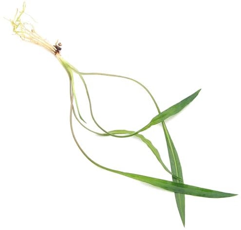 K2AQUA Cryptocoryne Spiralis Tiger Live Aquarium Plant Long Striped Bronze Green Leaves Easy Care Low Light Background Midground Freshwater Tank Natural Decoration