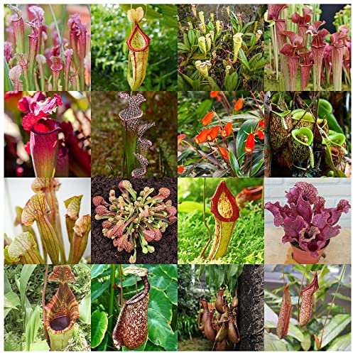 Nepenthes-Kannenpflanze Samen,Fleischfressende Pflanzen,Kletterpflanzen Winterhart Sukkulente Pflanzen Zimmerpflanzen Exotische Pflanzen-600stüCk(Mischen)