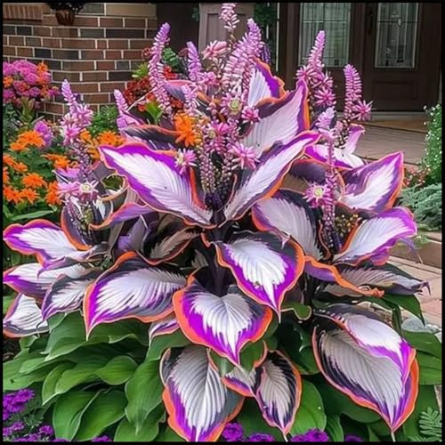 Bulbos de hosta/Hosta/Hosta Perenne-Hosta Resistentes/Hosta Rizoma para Jardín-B-4 Rizoma