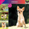 Kalender 2024 Chihuahua (Affixe)
