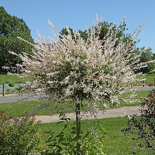 50 pcs harlekinweide busch samen, balkonpflanzen winterhart geschenke für hobbygärtner - zimmerpflanze wanddeko pflanzen zimmerpflanzen wenig lichtbedarf plants