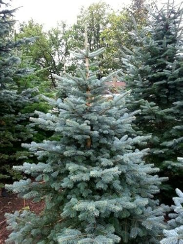 25 Colorado-Tanne 20–40 cm Abies concolor Kräftige Wurzelware Nadelgehölz vom Züchter Für Weihnachtsbaum & Gestecke