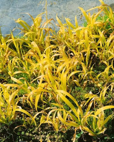 Waldhirse 'Aureum' im Topf Milium effusum winterhart Bodendecker