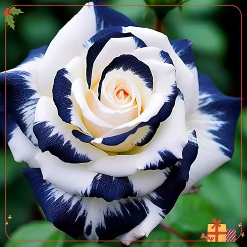 Bunte mehrjährige Rosenzwiebeln, winterharte Blumenzwiebeln, Innen- und Gartendekoration, satte und schöne Farben-1 zwiebel-C