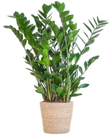 BloomPost Zamioculcas Zamiifolia - Korb 70 - 80 cm + - Zimmerpflanze - Zimmerpflanze - Pflegeleichte Zimmerpflanze - Einfach zu züchtende Heimbüro-Pflanzen - Inklusive Topf