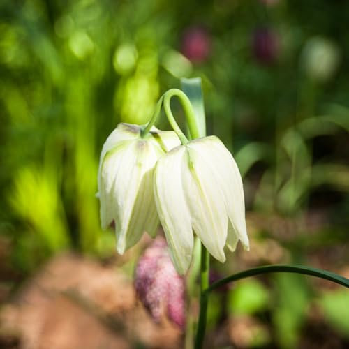 20 pcs kaiserkronen knollen mehrjährig, kaiserkronen fritillaria imperialis exotische pflanzen winterhart kaiserkrone kaiserkronen - zwiebeln winterharte stauden dauerblüher zimmerpflanze