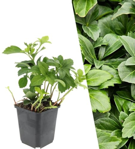 Plants by Frank Pachysandra Terminalis, 60 Stück, Ø 9 cm | Ysander Pflanzen, Bodendecker Winterhart Mehrjährig, Dickmännchen, Immergrüne Gartenpflanze, Topf 9 cm, Höhe: 15 cm