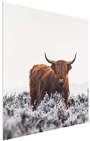 Forex Hartschaum Wandbild Modern Bison in den Highlands Quadratisch 30cm x 30cm