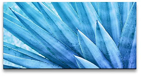 Paul Sinus Leinwandbild 120x60cm Aloe Vera Pflanze Kunstvoll Nahaufnahme Dekorativ Blau