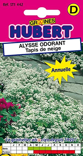 Graines d'Alysse Odorant Tapis de Neige - 1 gramme