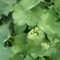 Blumixx Stauden Alchemilla epipsila – Kahler Frauenmantel, robust & pflegeleicht, grünlichgelb blühend, ideal für Beete & Rabatten, winterhart, mehrjährig
