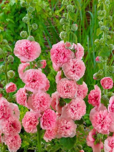 Alcea rosea 'Pleniflora Chaters' ca. 9x9 cm Topf - Stockrose, lachsrosa Blüten, Blütezeit Juni-August, ideal für Bauerngärten, bienenfreundlich, pflegeleicht