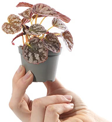 Baby Begonia Rex Chayo Small Tropical Indoor Patterned Houseplant in 6cm Pot | Miniature Plant with Metallic Foliage | for Home and Office | Grow Your Own Baby Plants