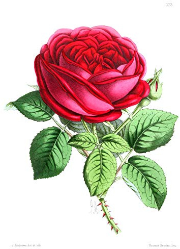 Flower Rose Red Art Print Canvas Premium Wall Decor Poster Blume Wand Deko