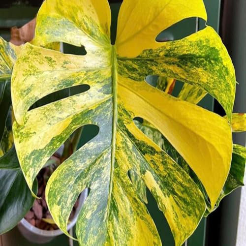 100pieces Yellow Green Monstera Plant Seeds