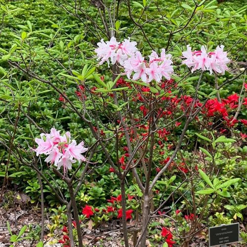 semillas resistentes de plantas de azalea plantas balcón, flores resistentes rododendro, azalea Bonsái real, arbusto resistente floración, jardín, arbustos perennes árbol bonsái, 300pcs