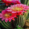 Semillas de cactus gigantes, nuevas y frescas, 100 unidades, para plantar, color rosa