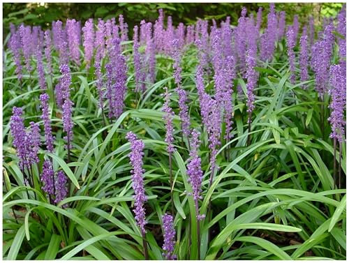 3 x Liriope muscari 'Big Blue' im 1 Liter Topf (Ziergras/Staude/Winterhart/Mehrjährig/Stauden/Immergrün) Lilientraube - Tiefblaues Leuchten für schattige Plätze - Schönheit - von Stauden Gänge
