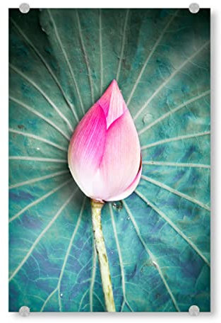 artboxONE Acrylglasbild 30x20 cm Natur Lotus Closed Bild hinter Acrylglas - Bild Lotus blüte Flower