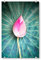 artboxONE Acrylglasbild 30x20 cm Natur Lotus Closed Bild hinter Acrylglas - Bild Lotus blüte Flower