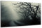 DARO Design - Wand-Bild auf 6mm HDF 84x56 cm Horror Grusel Strasse im Nebel - Wand-Deko Bilder Geschenk