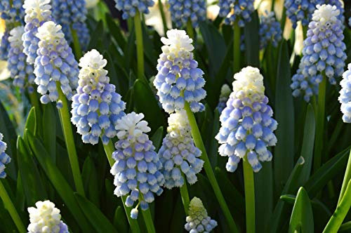 Seeds Package: 12: Bolly Bulbs MuscariMount Hood Bulbs, Broad Leaved Grape Hyacinth by Agrobits