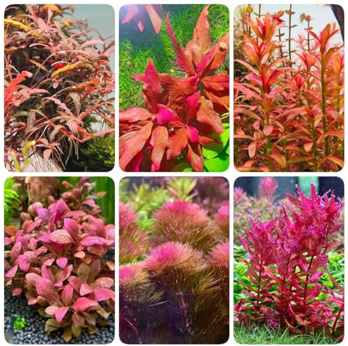 200 Pc Piante Acquatiche Piante Da Acquario Semi - Piante Da Stagno - Semi Di Piante D'Acquario Semi Di Piante Da Stagno Per Piante Acquatiche, Le Piante Da Stagno Sono Resistenti
