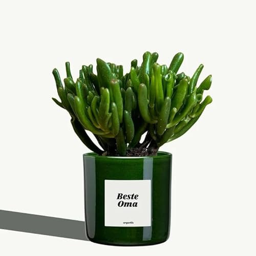 Organtic Crassula Ovata Gollum im Topf 'Beste Oma' - Großartiges Geschenk für Großeltern, Langlebige Zimmerpflanze, Einfache Pflege, Fügt Eleganz jedem Raum hinzu
