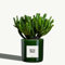 Organtic Crassula Ovata Gollum im Topf 'Beste Oma' - Großartiges Geschenk für Großeltern, Langlebige Zimmerpflanze, Einfache Pflege, Fügt Eleganz jedem Raum hinzu