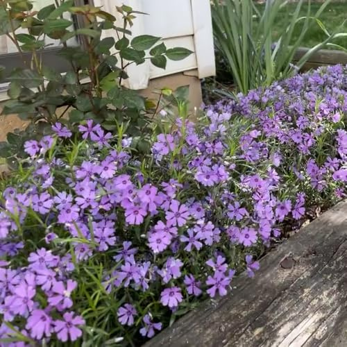 phlox stauden - balkon garten geschenke für frauen phloxsamen seltene, wohnzimmer deko balkon, winterharte kübelpflanzen 400samen