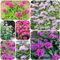 goldmelisse pflanze samen ausgefallene schnittblumen samen, wildblumen kräutersamen sommerblumen pflanzensamen zimmerpflanzen schattenpflanzen, wildblumensamen nachhaltig bonsai samen 500pcs