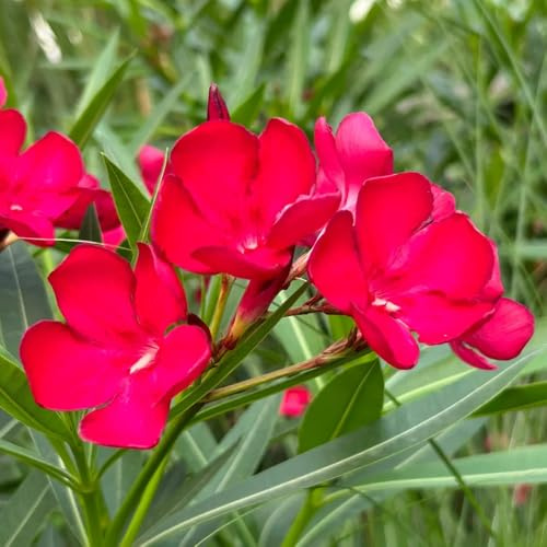 Semillas de adelfa, Las de jardín son perennes resistentes adelfa nerium de balcón resistentes resistentes para el jardín 30pcs