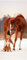 wandmotiv24 Türtapete Tierische Freunde Hund & Pferd, Tiere 90 x 200cm (B x H) - Dekorfolie selbstklebend Sticker für Türen, Türfolie, Aufkleber, M1097