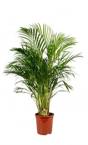 Planta natural Areca. Dypsis lutescens, 140-150 cm. Palmera tropical de hojas arqueadas, elegante, fácil de cuidar, purifica aire.